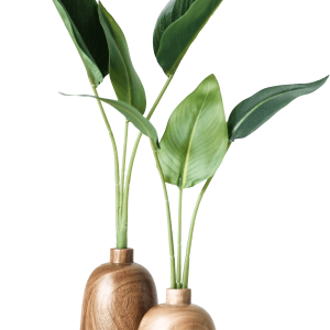 Aglaonema Wishes