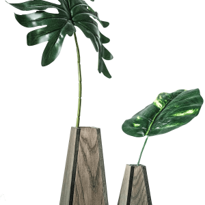 Calathea Orbifolia
